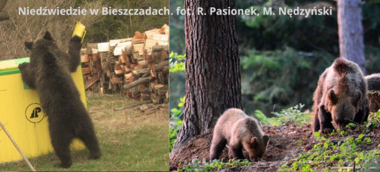 Niemieckie media o polskich niedźwiedziach. Stanowcza odpowiedź Lasów Państwowych