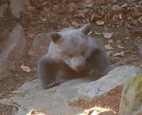 „Kiedy niedźwiadki wchodzą leśniczemu na buty…”. Uwaga, zawsze w pobliżu jest też mama! (FILM)
