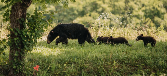 BIESZCZADY: Coraz więcej szkód wyrządzonych przez niedźwiedzie!