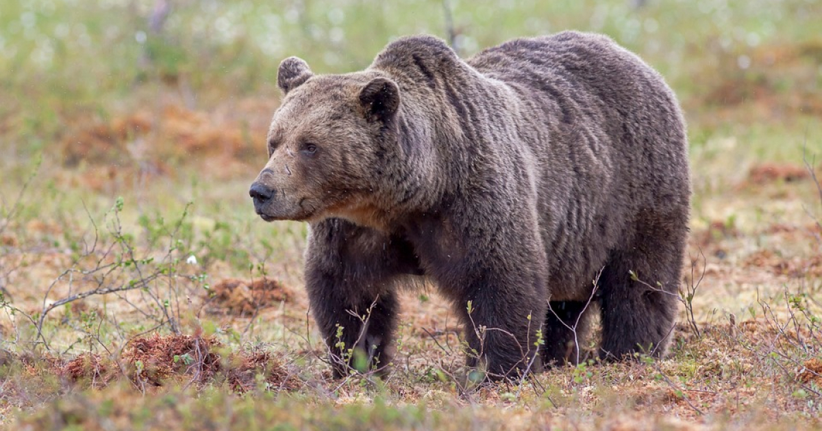 GMINA BALIGRÓD: Jest zgoda na płoszenie niedźwiedzi. istotny komunikat
