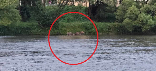 Po Sanoku spacerują dziki. W Jankowcach niedźwiedź przyszedł na stadion (VIDEO, ZDJĘCIA)