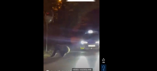 Niedźwiedź w centrum miasta Leska. Nagrania obiegły internet (VIDEO)