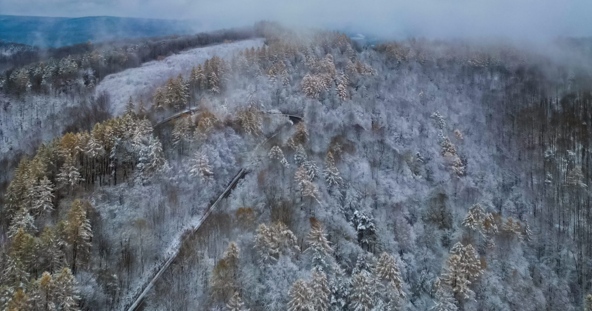 Choinka tylko z legalnego źródła. Ruszyła akcja „Choinka 2025”
