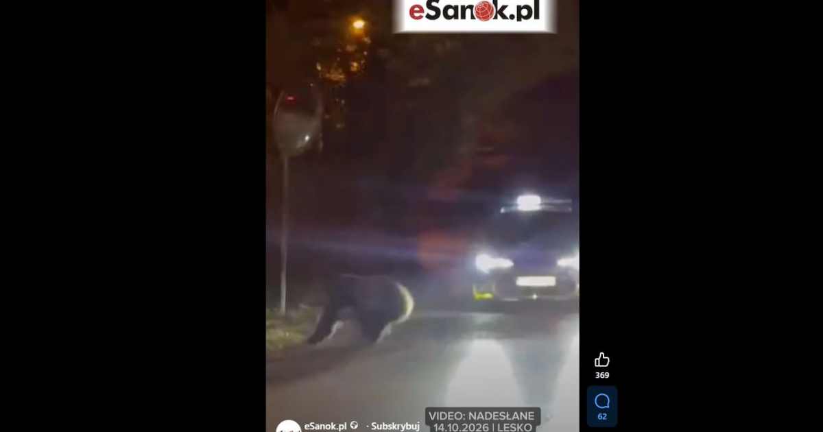 Niedźwiedź w centrum miasta Leska. Nagrania obiegły internet (VIDEO)