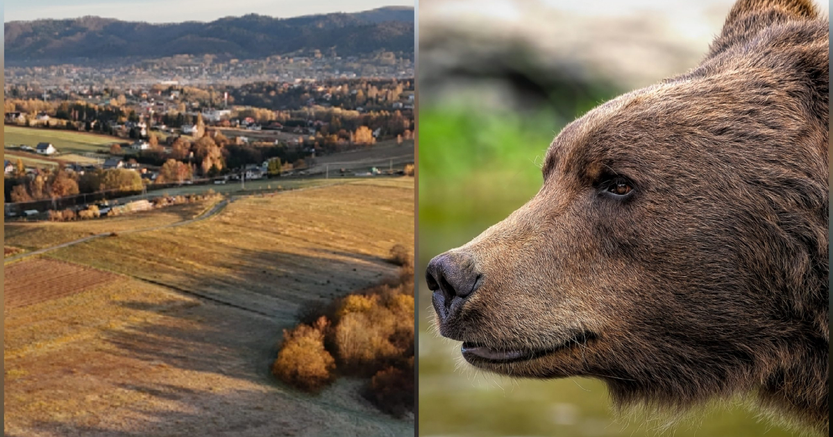 GMINA ZAGÓRZ. Niedźwiedzica z młodym pod domami w Zahutyniu! [VIDEO]