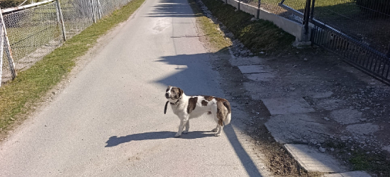 SROGÓW GÓRNY: Czy rozpoznajesz tego pieska? Od dwóch tygodni błąka się między domami