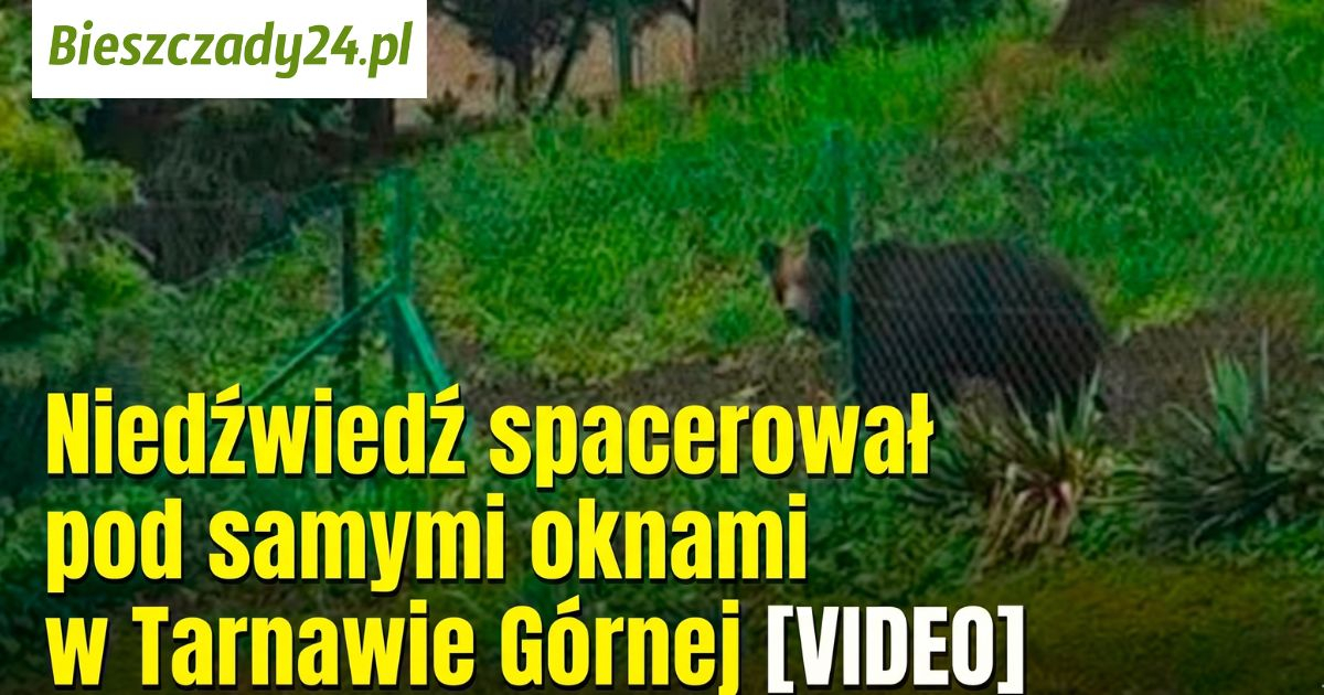 Niedźwiedź spacerował pod samymi oknami w Tarnawie Górnej [VIDEO]