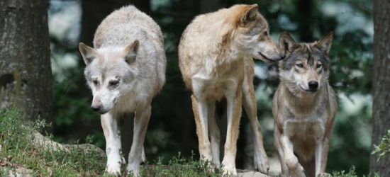 PRUSIEK: Wilki zagryzły psa! Sołectwo apeluje o ostrożność