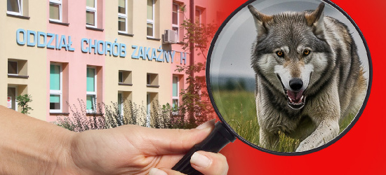 Sprawa pogryzienia mężczyzny przez wilka trafiła do RDOŚ