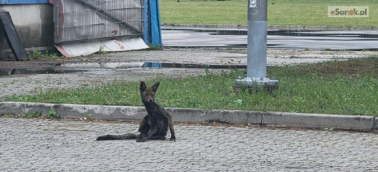 Niepokojące nagranie z Sanoka. Wycieńczony lis na obiektach MOSiR [VIDEO]