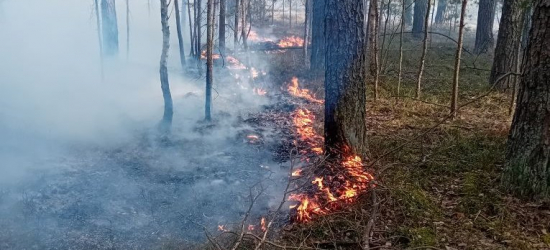 Podpalacze lasów w rękach policji. Straty sięgają 45 tysięcy złotych [ZDJĘCIA]