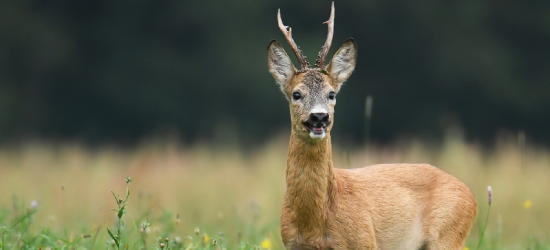 Cisza, śpiew świerszczy i… szczekanie. Kto szczeka w lesie? (AUDIO)