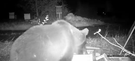 Niedźwiedź znów pojawił się przy ulach! Nagranie z fotopułapki [VIDEO]