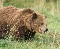 BIESZCZADY: Niedźwiedzica broniła potomstwa i zaatakowała turystę