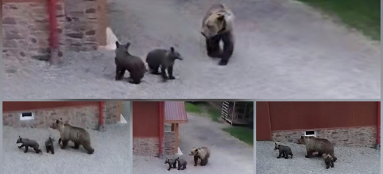 „Niedźwiedzie to już codzienność”. Kolejne zgłoszenia z Górzanki i Wołkowyi – mieszkańcy apelują o zdecydowane działania (VIDEO)