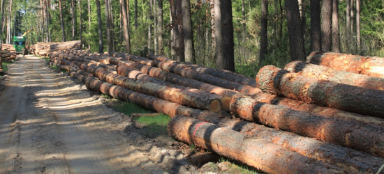 Pozyskanie drewna jest ściśle limitowane wielkością zasobów!