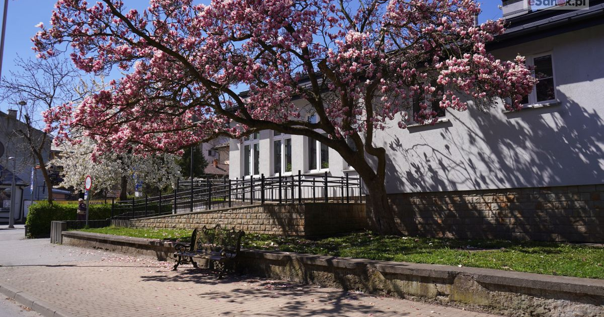 SANOK: Ławeczka Królowej Zofii stanęła pod słynną magnolią [VIDEO, ZDJĘCIA]