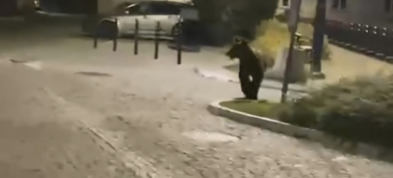To pierwszy taki przypadek. Niedźwiedź pojawił się w centrum Przemyśla [VIDEO]
