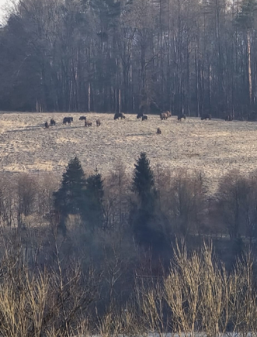 ZAGÓRZ: Wielkie stado żubrów przyłapane na łące! Zobacz nagranie [VIDEO, ZDJĘCIA]