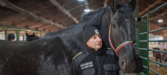 Nowe konie w służbie na granicy w Bieszczadach (VIDEO, ZDJĘCIA)