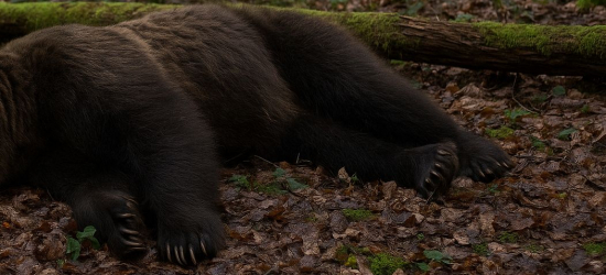 Martwy niedźwiedź w Roztokach Górnych. Służby badają sprawę