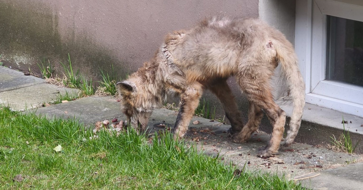 PILNE: Chory lis na sanockich osiedlach. „Przestańcie wyrzucać jedzenie pod bloki!” [VIDEO, ZDJĘCIA]