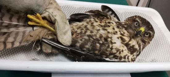 Pudełko z rannym myszołowem pozostawione pod siedzibą RDLP