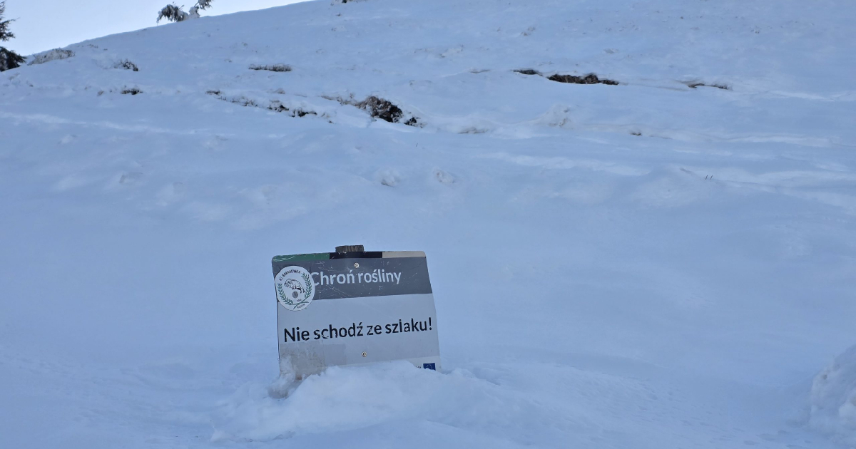 Szkolenie lawinowe w Bieszczadach. Psy ratownicze w akcji [ZDJĘCIA]