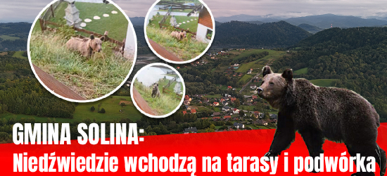 GMINA SOLINA: Niedźwiedzie wchodzą na tarasy i podwórka. Mieszkańcy: „Nie możemy tak żyć”