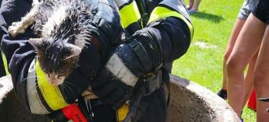 Strażacy wyciągnęli kota z głębokiej studni (ZDJĘCIA)