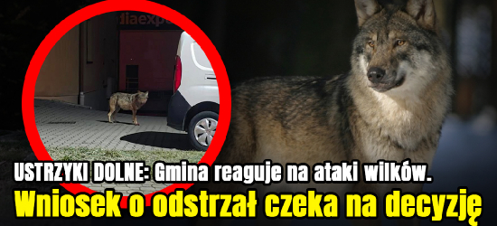 USTRZYKI DOLNE: Gmina reaguje na ataki wilków. Wniosek o odstrzał czeka na decyzję