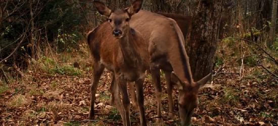 BIESZCZADY: Młode jelenia o poranku. Podglądamy kolejne maluchy (VIDEO)