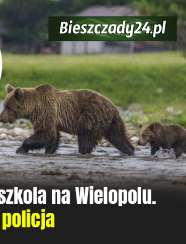 ZAGÓRZ: Niedźwiedzie w pobliżu przedszkola na Wielopolu. Interweniowała policja [VIDEO]