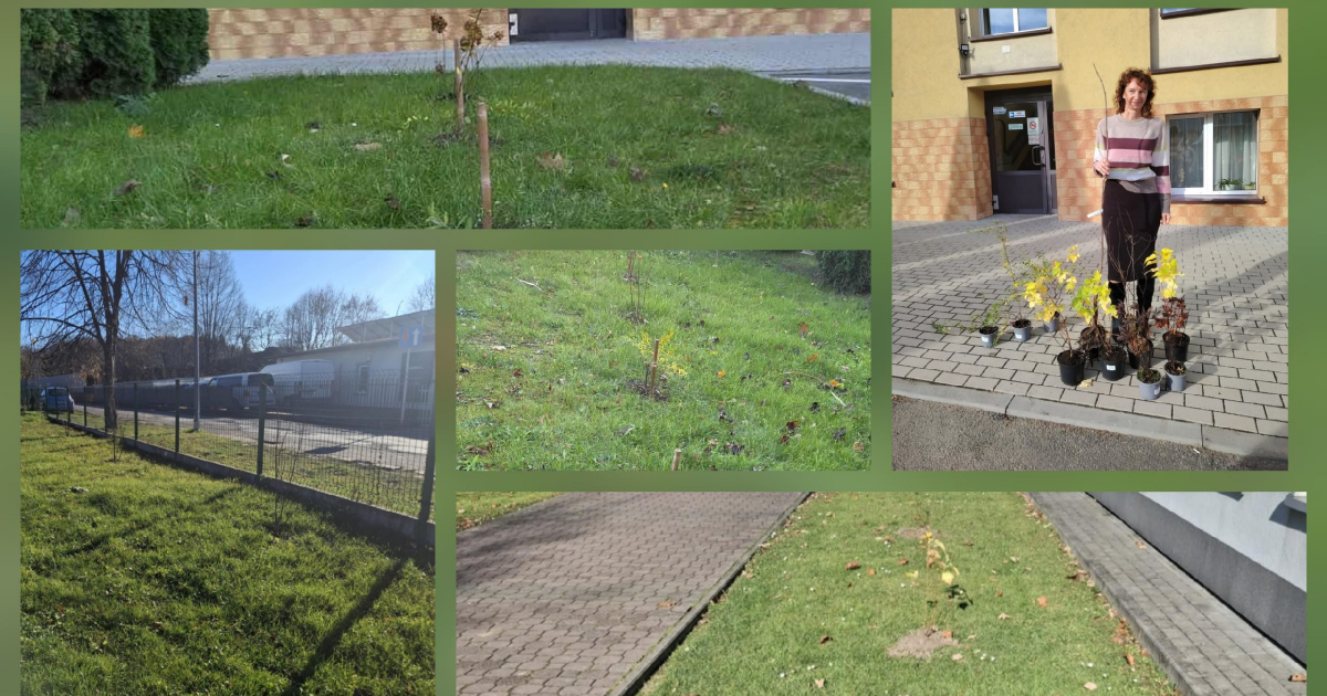 Wzbogacamy przyrodę Podkarpacia – Powiat Sanocki sadzi rośliny miododajne