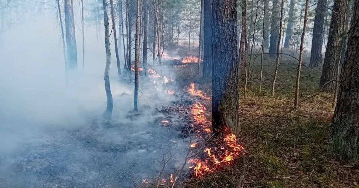 Podpalacze lasów w rękach policji. Straty sięgają 45 tysięcy złotych [ZDJĘCIA]