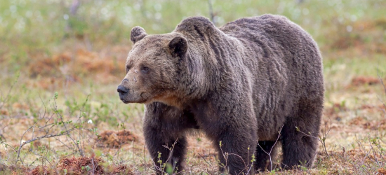 GMINA BALIGRÓD: Jest zgoda na płoszenie niedźwiedzi. Ważny komunikat