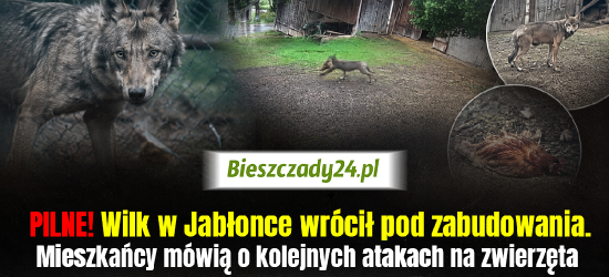 JABŁONKA: Kolejne ataki wilka w biały dzień! „Mieszkańcy żyją w ogromnym strachu” [VIDEO]