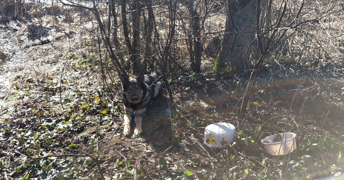 RYMANÓW: Pies przywiązany do drzewa w środku lasu. Uratowali go strażnicy leśni [FOTO]