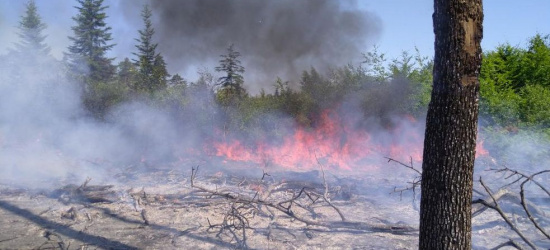 Zagrożenie pożarowe w lasach. Zostaną opracowane plany reagowania