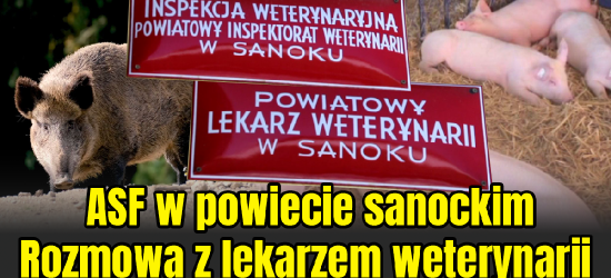 Pomór świń. Zagrożenia dla powiatu sanockiego (VIDEO)
