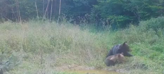 Niedźwiedzie przepychanki nad babrzyskiem (VIDEO)