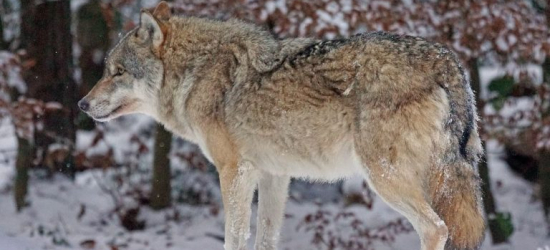 GMINA DYDNIA: Wilki podchodzą blisko domów, apel o ostrożność