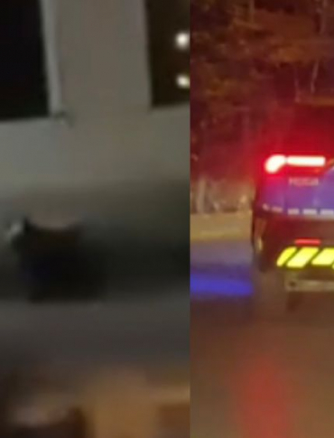 LESKO. Niedźwiedź w centrum miasta! Na miejscu interweniuje policja (VIDEO)