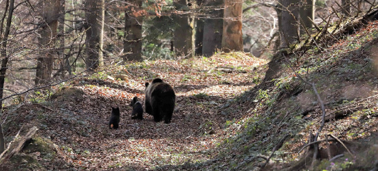 BIESZCZADY: Niedźwiedzia schadzka przed majówką (ZDJĘCIA)