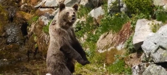 Atak niedźwiedzia na turystę w Tatrach (NAGRANIE VIDEO)
