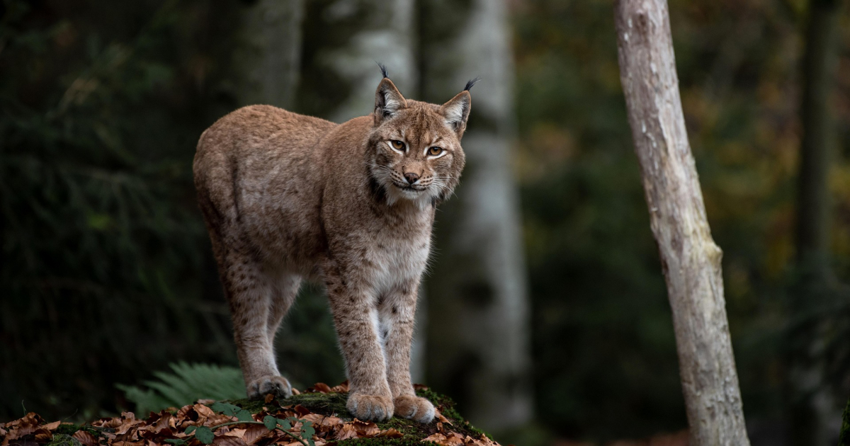 BIESZCZADY: Mariusz Nędzyński od lat śledzi ich kroki. Poznaj tajemnice bieszczadzkich rysi [VIDEO]
