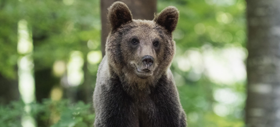 BIESZCZADY: Niedźwiedź zaatakował mężczyznę. Ranny trafił do szpitala