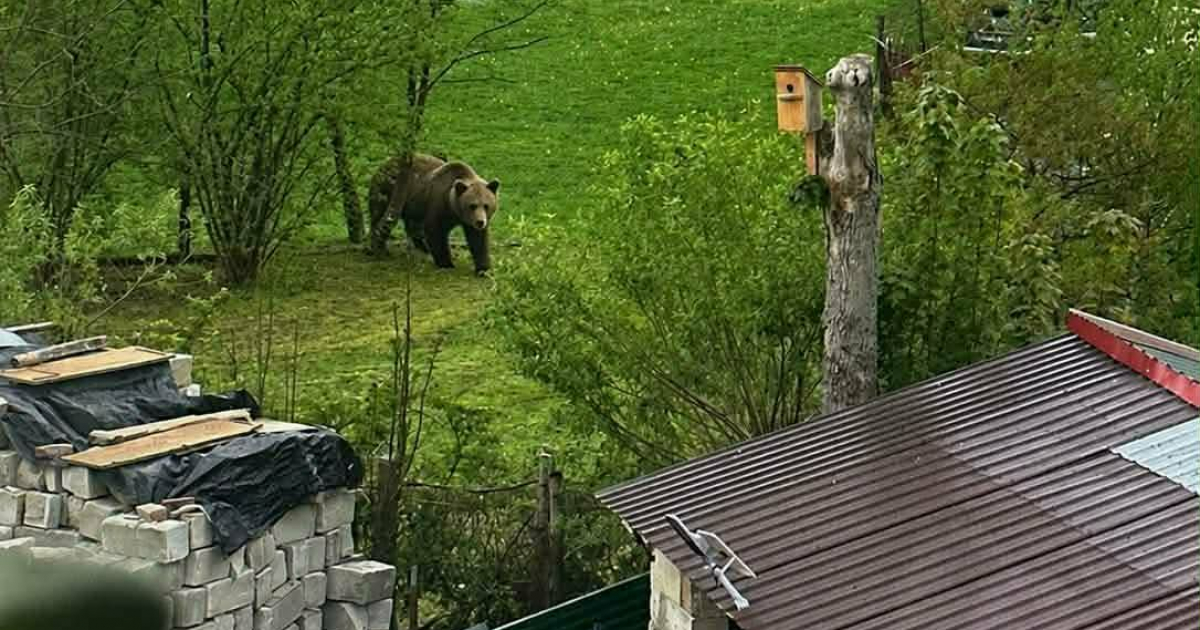 Niedźwiedzie blisko zabudowań w Czaszynie. Apel o ostrożność [FOTO]