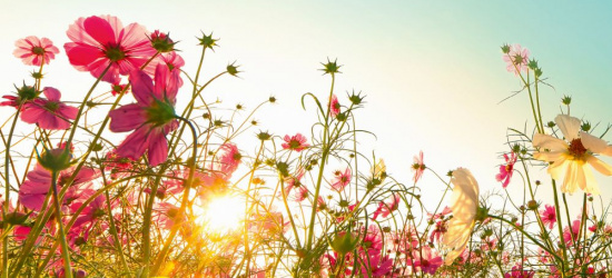 Sadzonki kwiatów, nasiona łąki kwietnej i ekologiczne podpałki w prezencie od PSONI i VIVO! Krosno