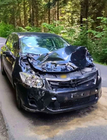 MRZYGŁÓD. Toyota zderzyła się z jeleniem. Uważajmy na dzikie zwierzęta na drodze!